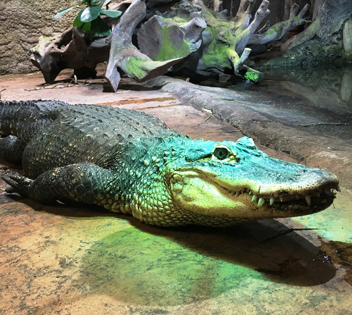 croc