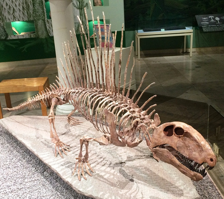 dimetrodon