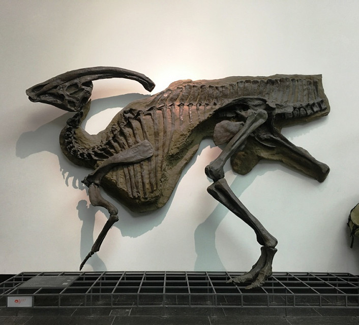 parasaurolophus