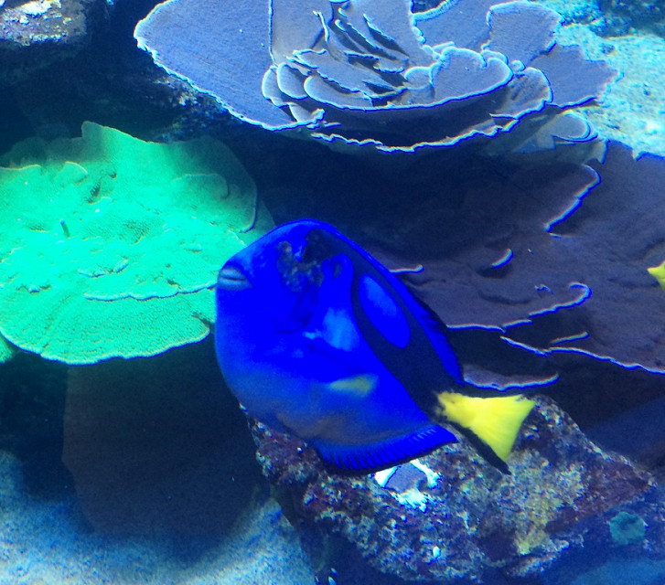 dory