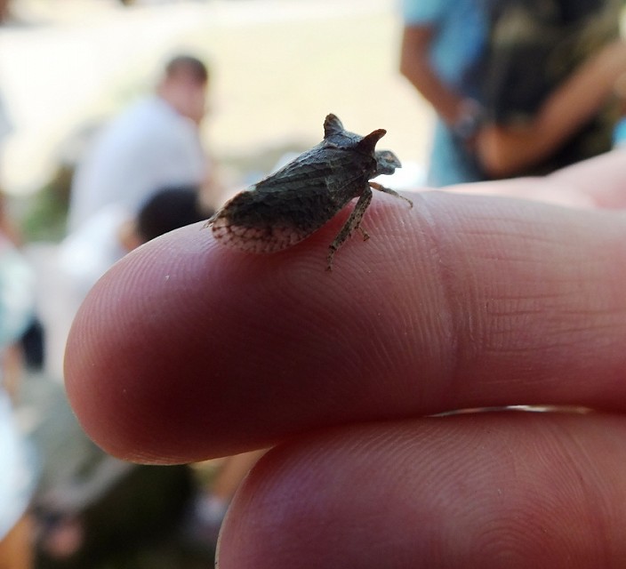 hornhead insect