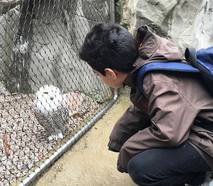 owl under study