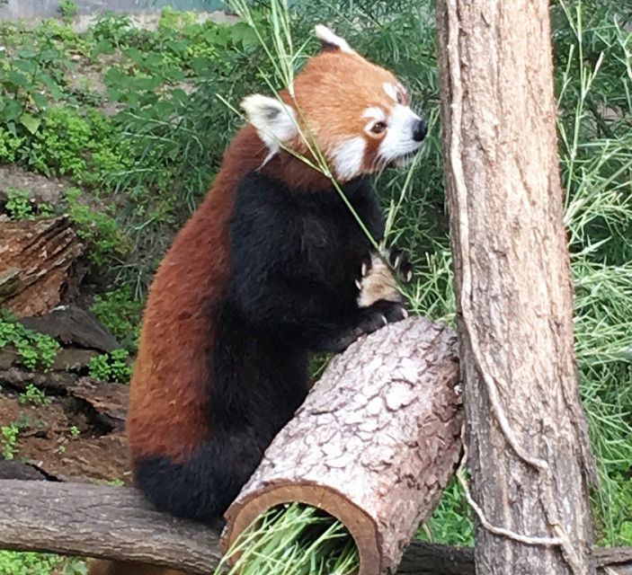 red panda