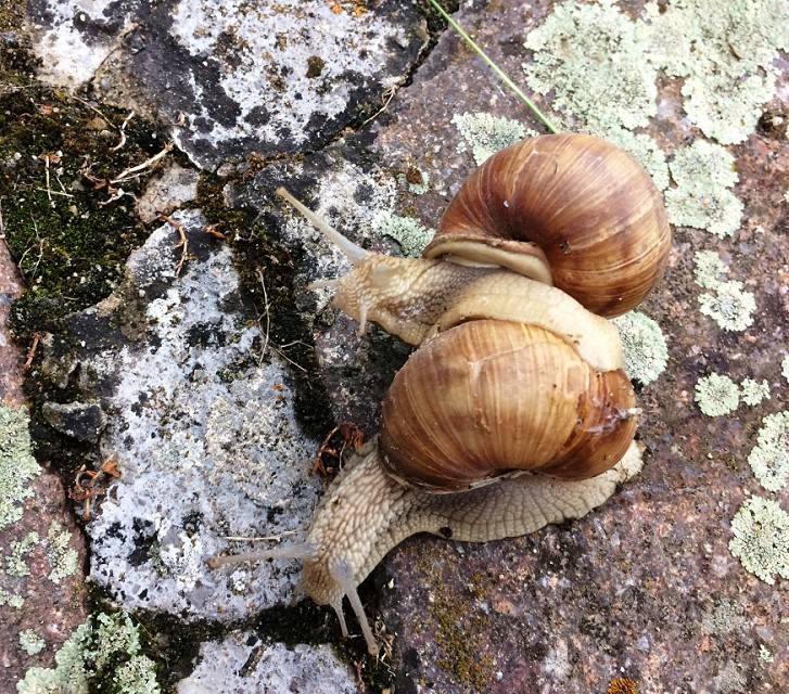 snail life