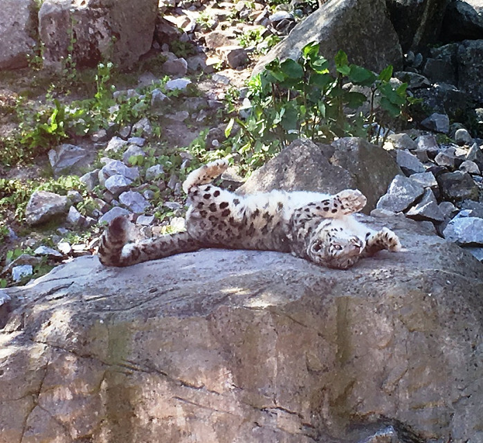 snow leopard